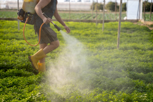 Best Pest Prevention Services  in Lawton, IA