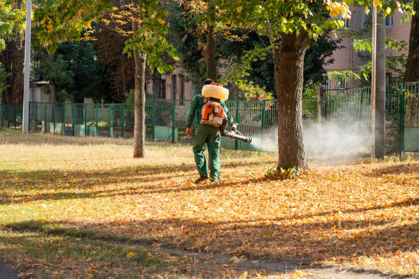 Best Termite Control Services  in Lawton, IA