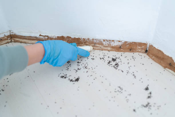 Best Exterminator Services  in Lawton, IA